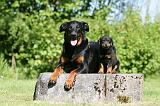 BEAUCERON - ADULTS and PUPPIES 053